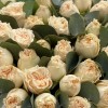 Саммер-роз персикового цвета с эвкалиптом в коробке